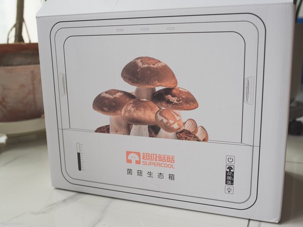 新晋居家培育网红，超级菇菇让淄博再火一把