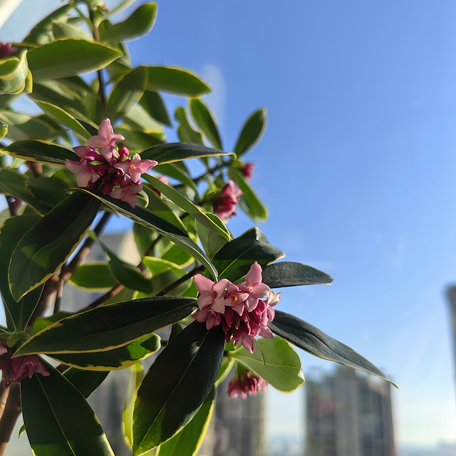 瑞香花开 满屋飘香 