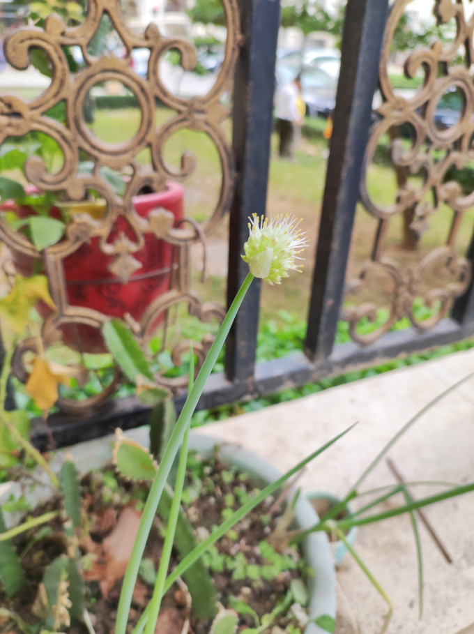 甜沃鲜花绿植