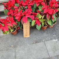 果然，春节过了就不值钱了