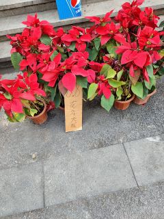 果然，春节过了就不值钱了