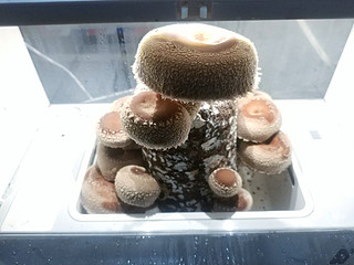 培育超级蘑菇，培养孩子的好奇心