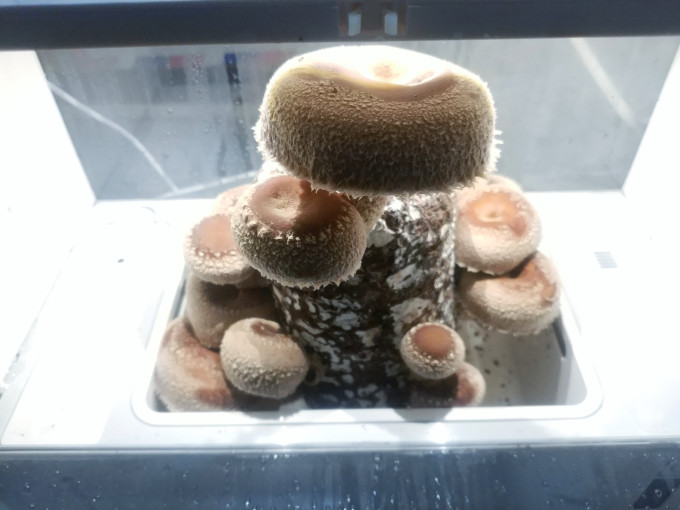 超级菇菇园艺用品