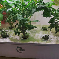 龙年家中如何布置绿植植物