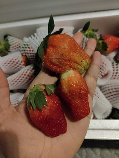 大凉山草莓🍓