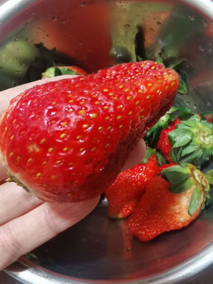 鑫汇利草莓