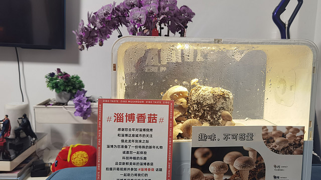 超级玛丽大蘑菇🍄