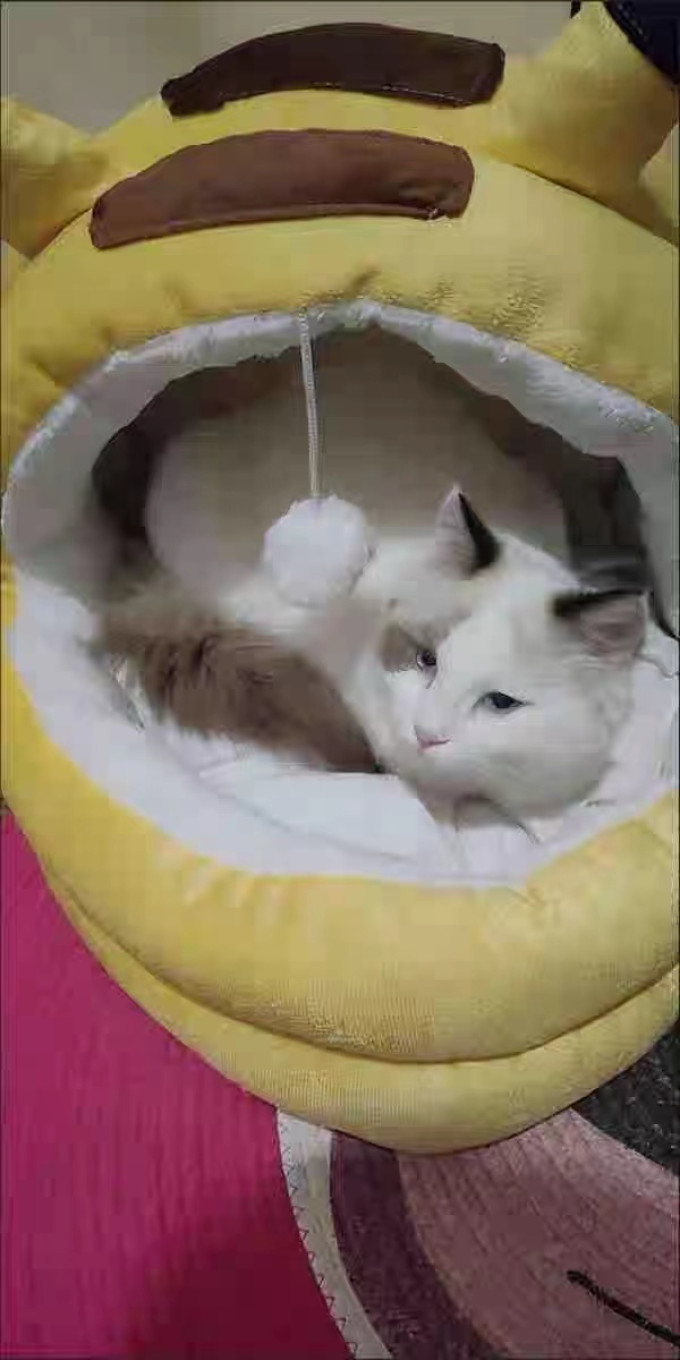 泰格宠物猫狗窝