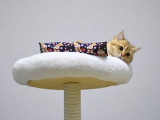  猫玩猫薄荷球抱枕自嗨