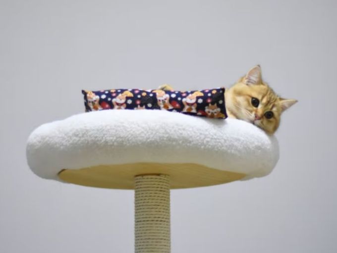 欢宠网猫抓板
