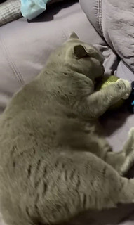 猫玩具猫薄荷球超大自嗨解闷神器猫咪用品大全逗猫棒宠物玩具磨牙