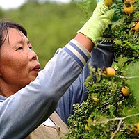 零食美味推荐 篇一：贵州野生大果VC含量丰富的刺梨干