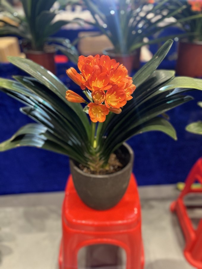 急兔鲜花绿植