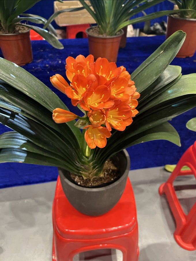 急兔鲜花绿植