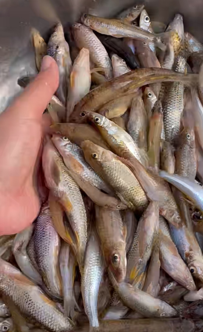 有人知道这个鱼的学名吗,我们叫肉鱼仔!