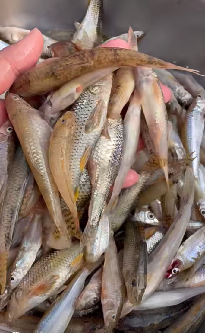 有人知道这个鱼的学名吗,我们叫肉鱼仔!