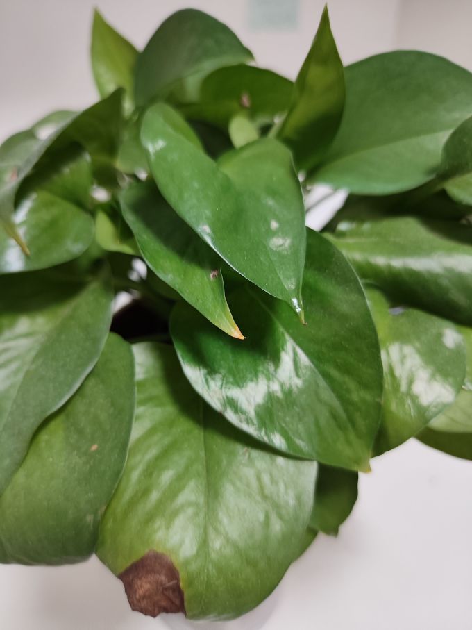 缤贤鲜花绿植