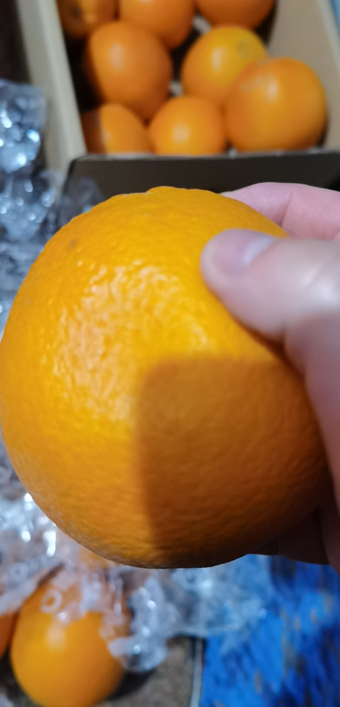 都乐橙子