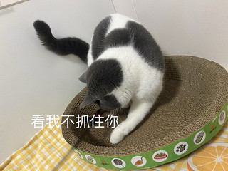 好爱我的小猫咪啊