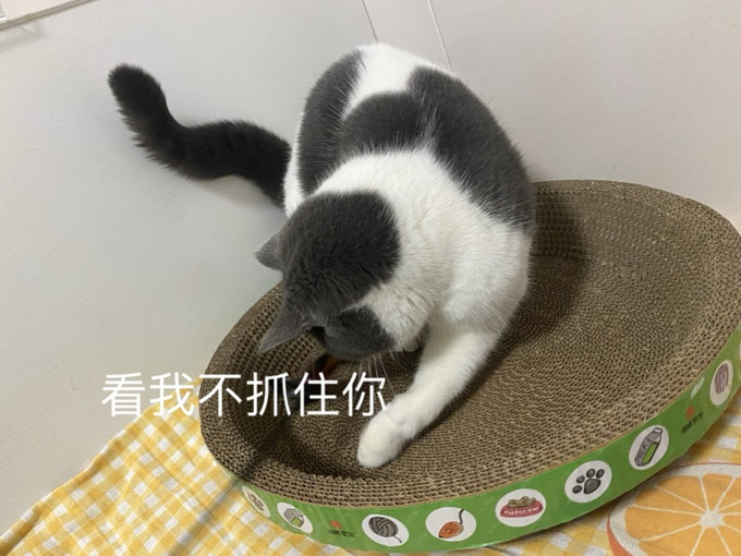 猫玩具