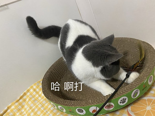 好爱我的小猫咪啊