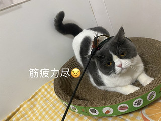 好爱我的小猫咪啊