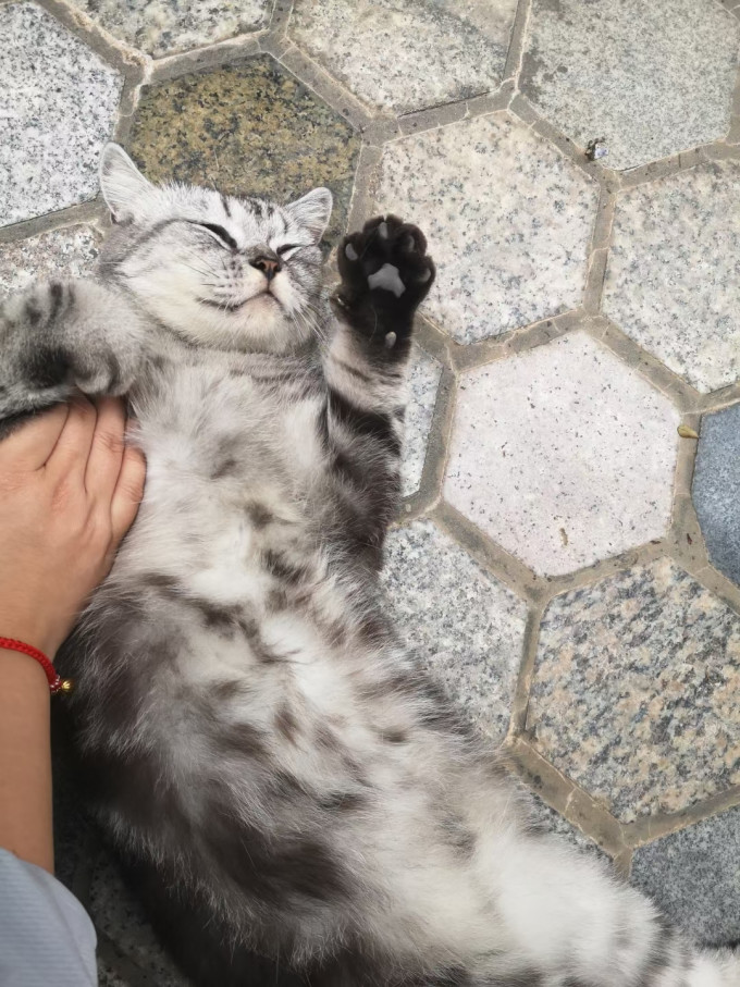 盒边猫粮