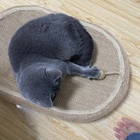 猫咪自嗨神器
