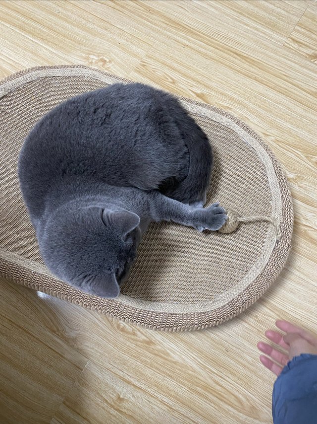 猫咪自嗨神器