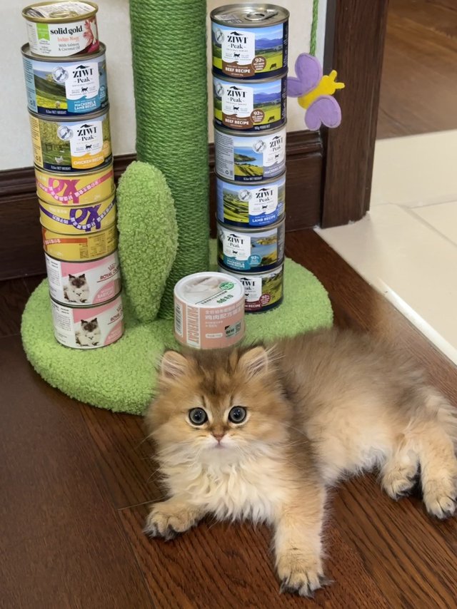 爱不释手的猫爬架！