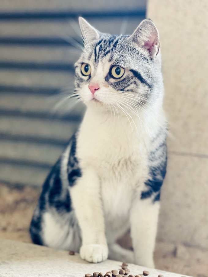 宠熙猫咪