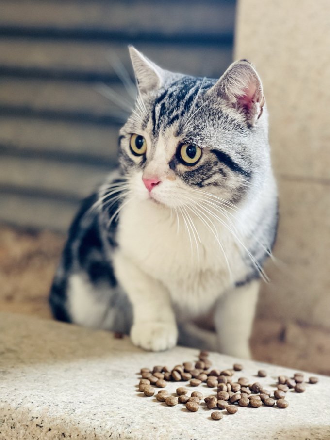 宠熙猫咪