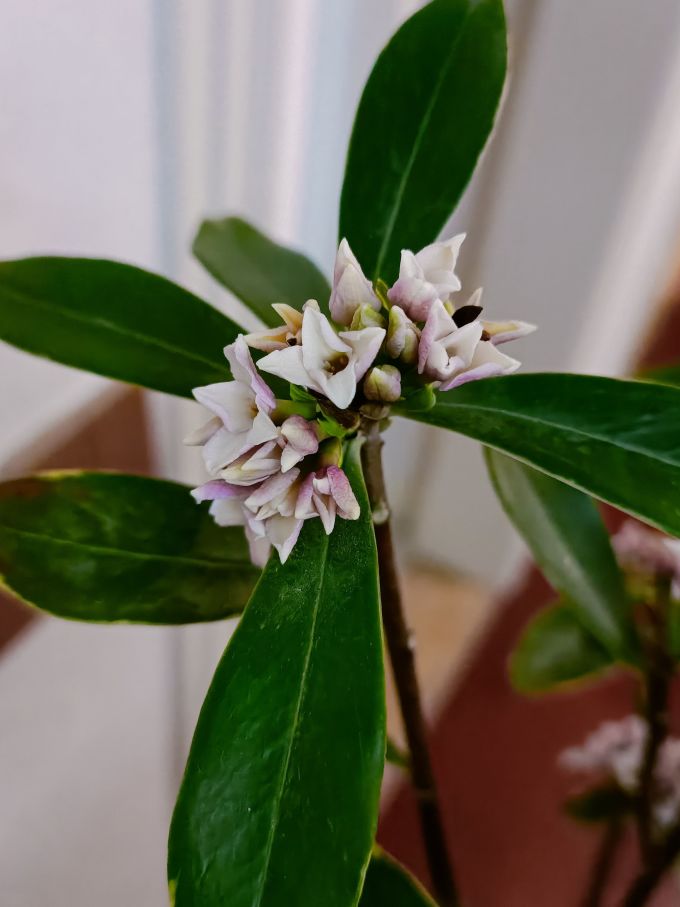 醉花春鲜花绿植