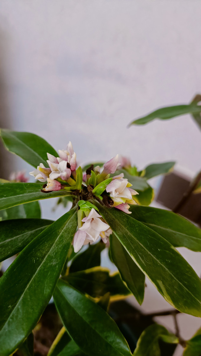 醉花春鲜花绿植