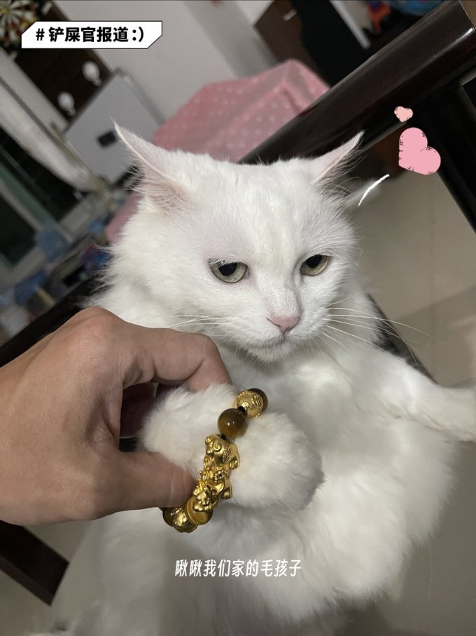 波奇多猫玩具