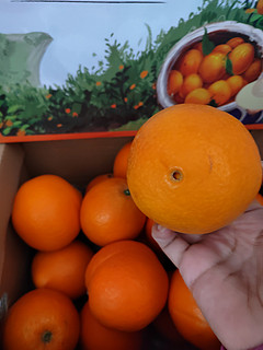 不可思议的橙子世界！