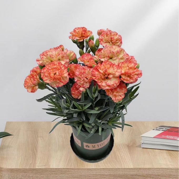 鲜花绿植