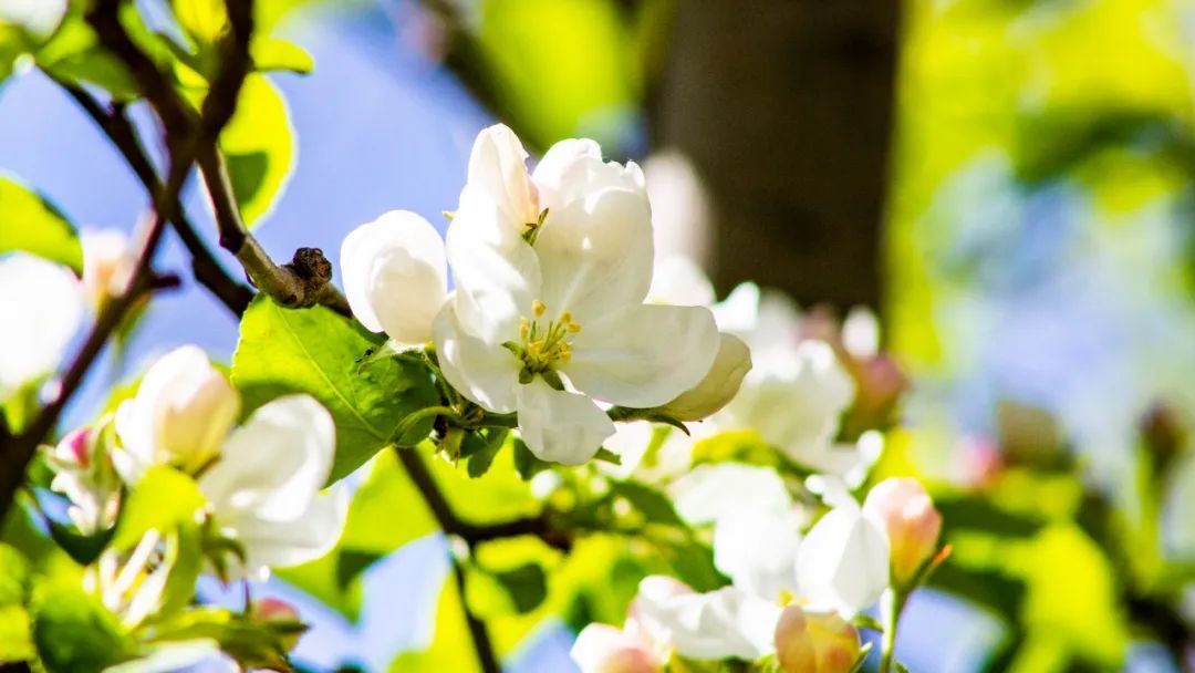 苹果花清香婀娜，是古代园林观赏树种之一 ©️摄图网