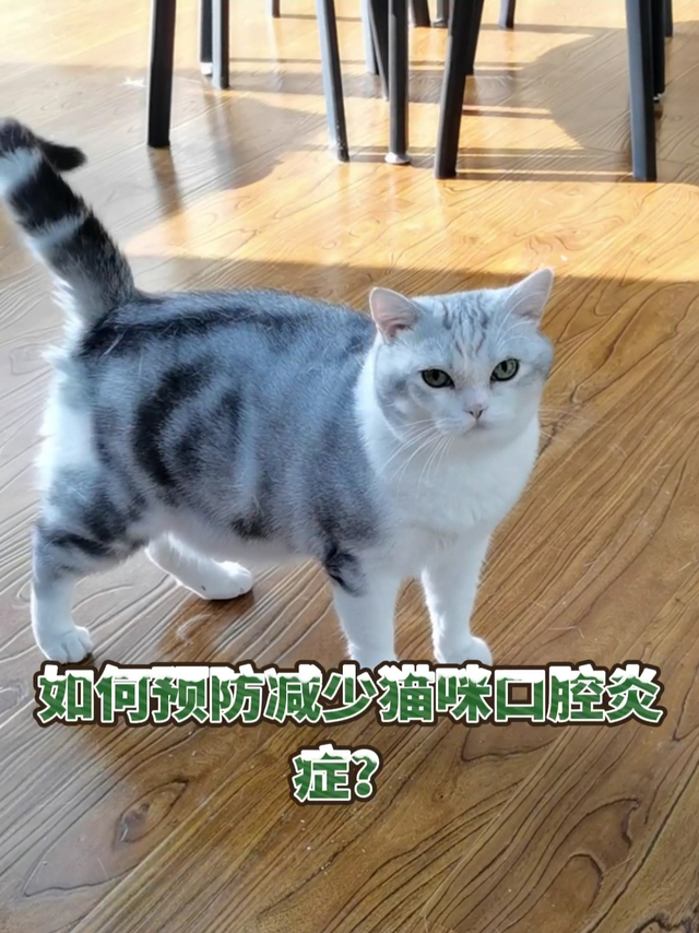 猫咪口腔疾病，铲屎官的必修课！