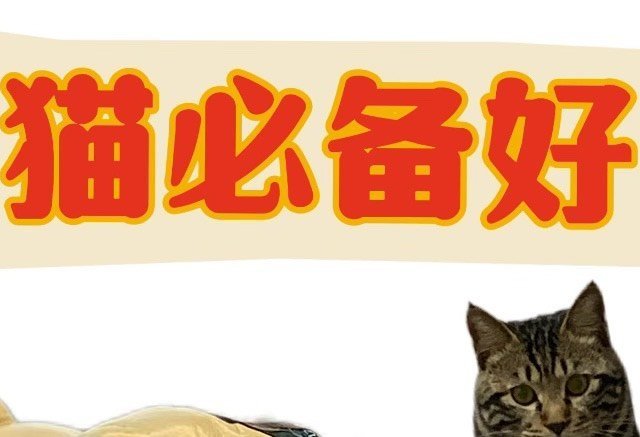 养猫新手必备！这5款平价猫咪用品让你轻松升级铲屎官