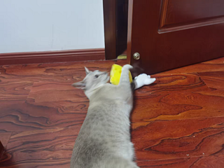 PurLab噗扑实验室芝士猫咪玩具，萌化你心的小奶酪！