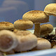  寓教于乐纵享美味，客人见到一顿夸的超级菇菇——菌菇生态箱　