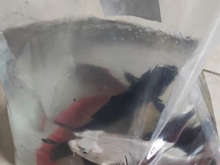 网上也能买观赏鱼