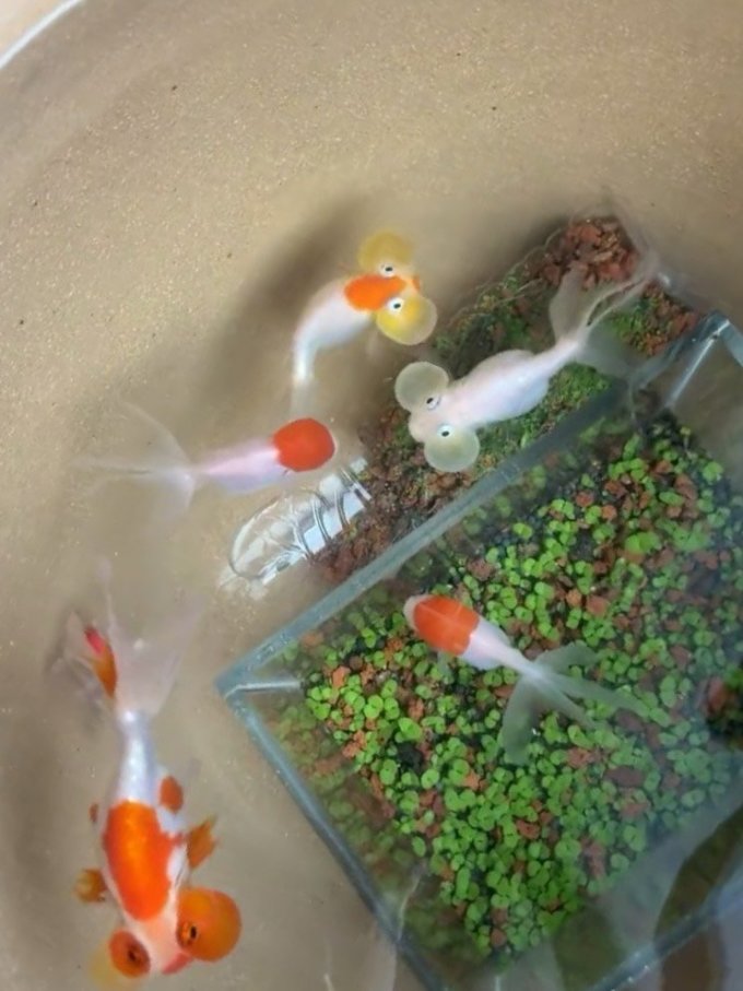 水族