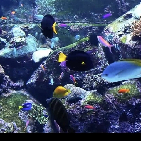 水族造景之我见——给喜欢水族的小白