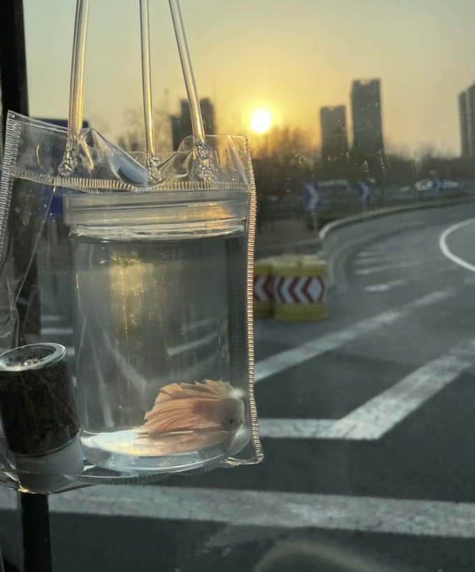 鱼麒麟水草用品