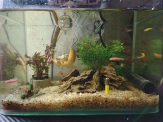 好养的水族鱼