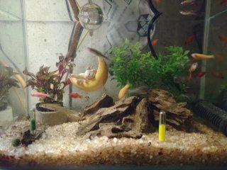 好养的水族鱼