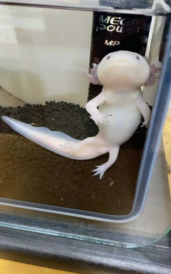 智能鱼缸/水族箱