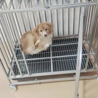 宠物狗笼